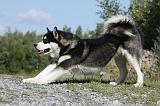 ALASKAN MALAMUTE 406